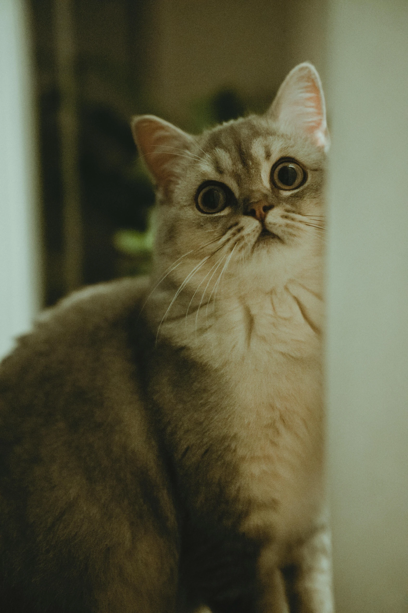 a cat sitting on the floor looking at the camera, pexels contest winner, grayish, hiding behind obstacles, gif, thoughtful )