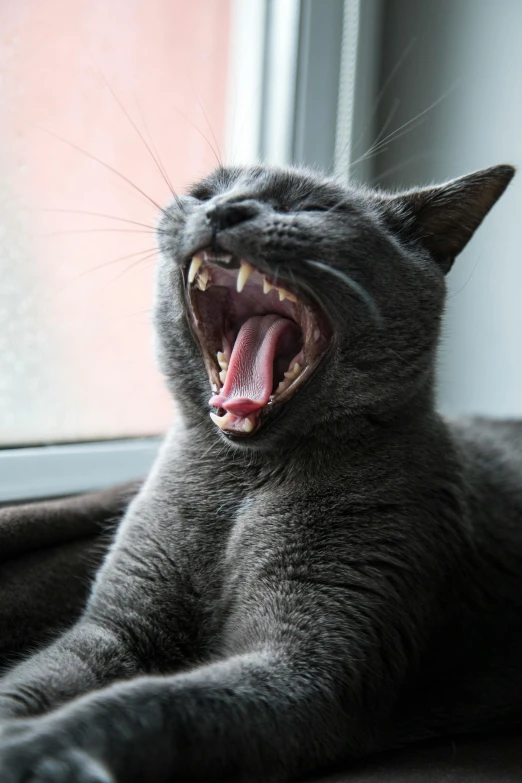 a close up of a cat yawning on a window sill, by Adam Szentpétery, pexels contest winner, on a gray background, clenching teeth, subreddit / r / whale, blues