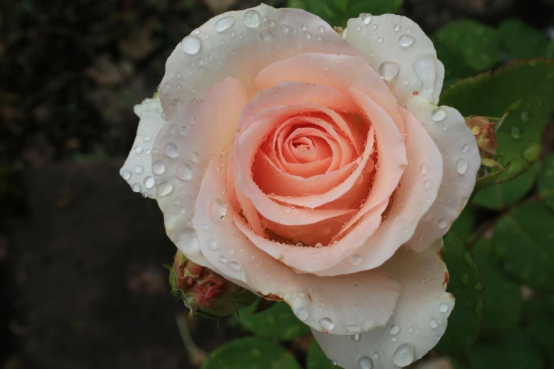 a close up view of a very pretty pink rose