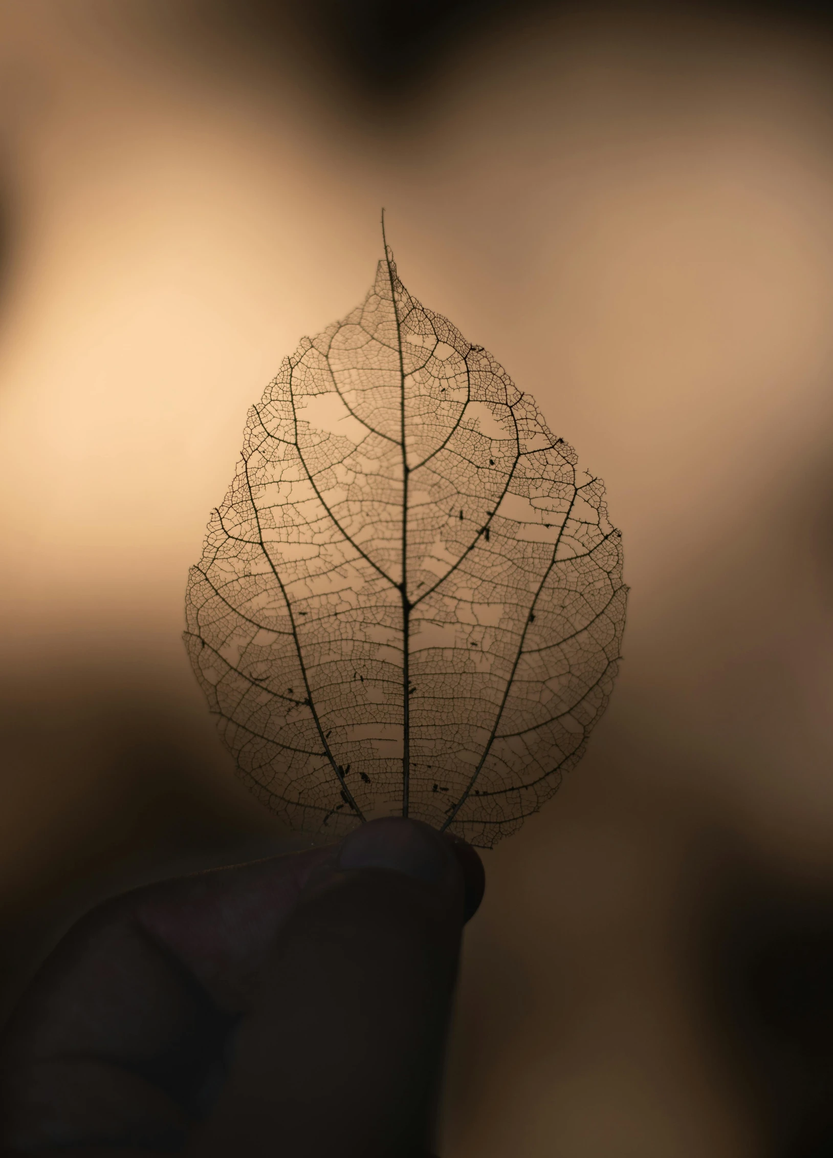 a person holding a leaf in their hand, a macro photograph, inspired by Elsa Bleda, pexels contest winner, sepia tones, made of leaf skeleton, medium format. soft light, black silhouette