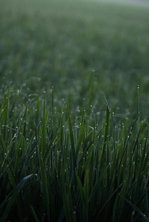 a fire hydrant sitting on top of a lush green field, predawn, thin spikes, zoomed in, by greg rutkowski