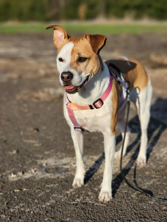 a brown and white dog standing on top of a dirt field, pink body harness, walking at the park, profile image, multiple stories