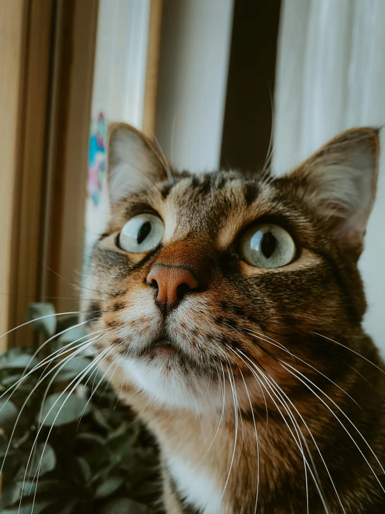 a close up of a cat near a window, trending on pexels, face looking skyward, surprised expression, looking at each other mindlessly, gif