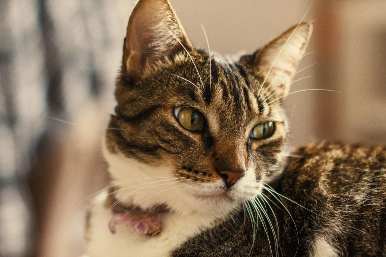 a close up of a cat laying on a bed, a portrait, trending on unsplash, wearing collar, avatar image, multilayer, male and female