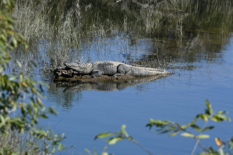 a large alligator laying on top of a rock in a body of water, “ iron bark, marsh, amanda lilleston, high quality photo