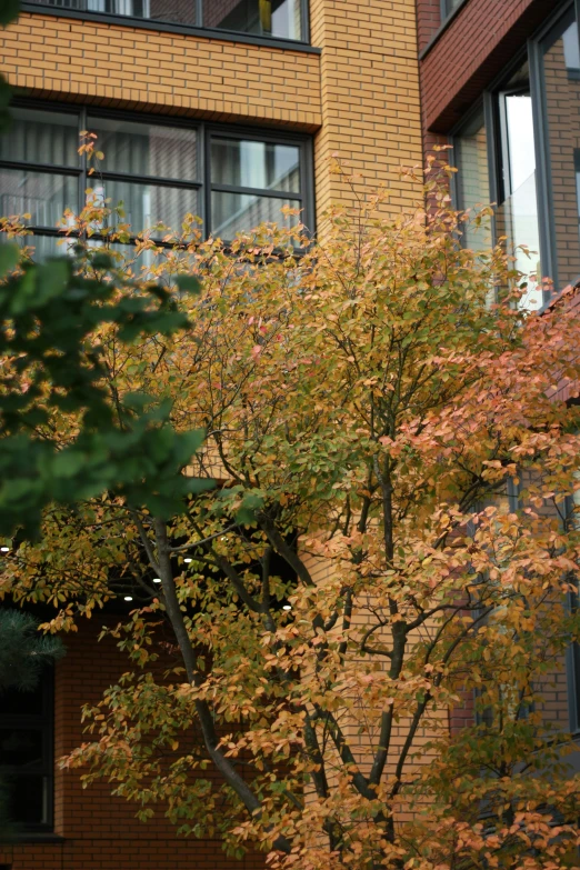 a red fire hydrant sitting in front of a tall building, by David Simpson, vancouver school, orange and brown leaves for hair, overhanging branches, autumnal empress, next to window