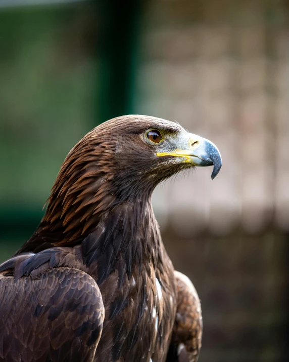 a close up of a bird of prey, pexels contest winner, hurufiyya, proud looking away, museum quality photo, today\'s featured photograph 4k, multiple stories