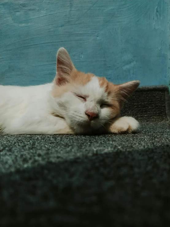 a cat that is laying down on the ground, pexels contest winner, white and orange, with closed eyes, gif, unedited