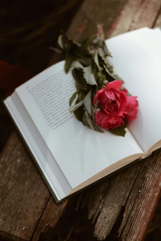 a rose lies in the middle of an open book