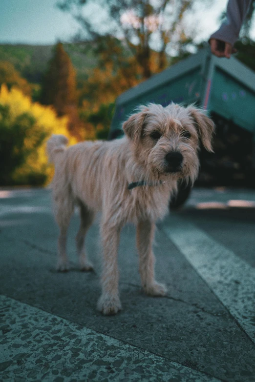 a dog that is standing in the street, pexels contest winner, renaissance, scruffy looking, slightly pixelated, at a park, road trip