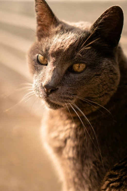 a close up of a cat sitting on a window sill, a portrait, unsplash, bathed in golden light, armored cat, grey, slightly dirty face