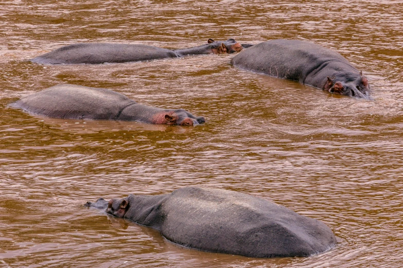 a group of hippos swimming in a body of water, by Peter Churcher, pexels contest winner, hurufiyya, red river, thumbnail, sleepers, overflowing
