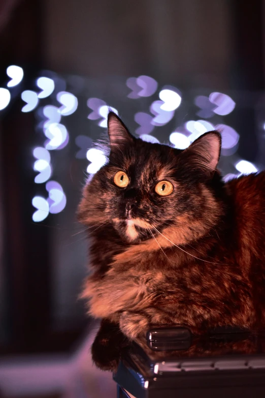 a cat that is sitting on top of a box, a portrait, by Julia Pishtar, pexels contest winner, bokeh lights, poofy, hunting, profile image