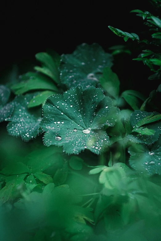 a close up of a plant with water droplets on it, hurufiyya, dark emerald mist colors, medium-shot, multiple stories, medium - shot