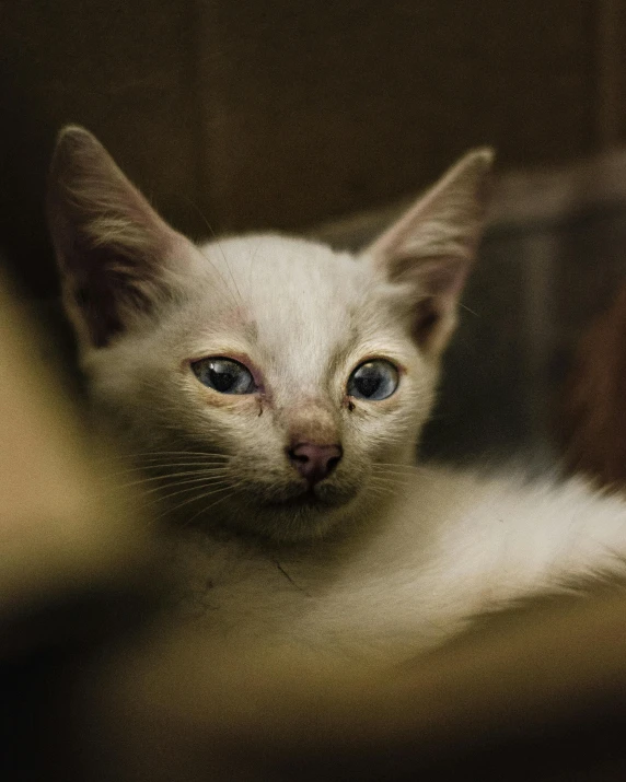 a close up of a cat looking at the camera, by Sam Dillemans, trending on unsplash, renaissance, albino dwarf, asian male, kittens, lgbtq