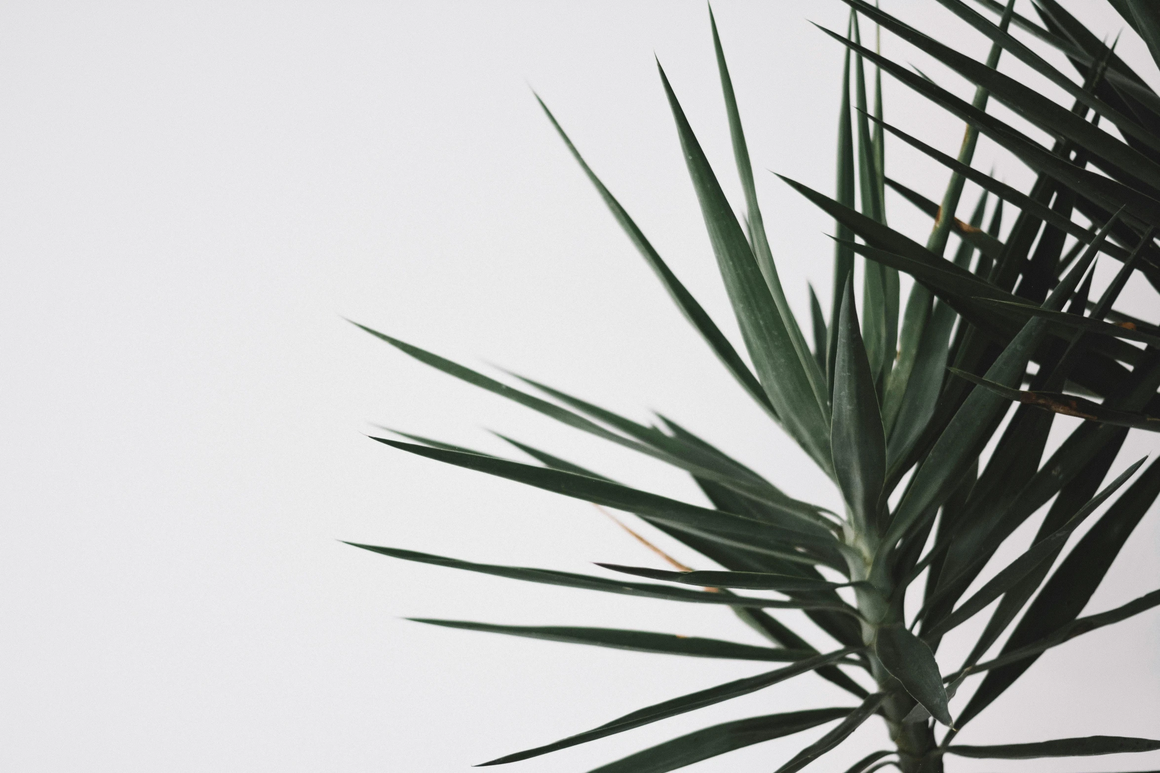 a close up of a plant in a vase, a picture, unsplash, minimalism, white backdrop, thin spikes, palm, product introduction photo