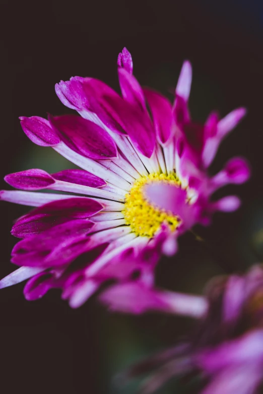 a close up of a purple flower with a yellow center, a macro photograph, unsplash, vibrant pink, paul barson, chrysanthemum, wild flowers