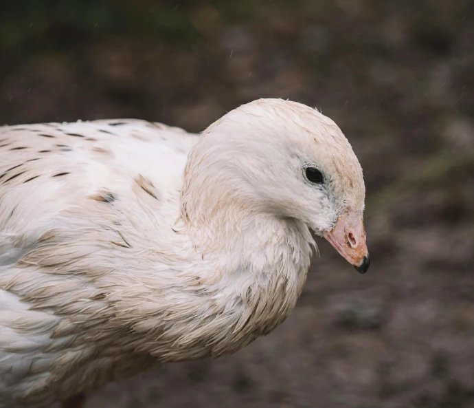 a white duck standing on top of a dirt field, trending on pexels, extremely pale blond hair, close-up photo, wet skin, astri lohne