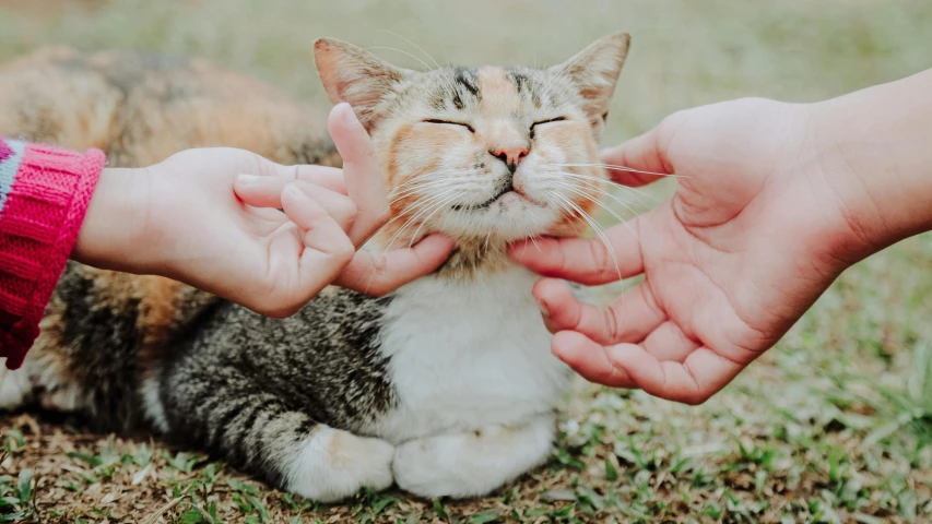 a close up of a person petting a cat