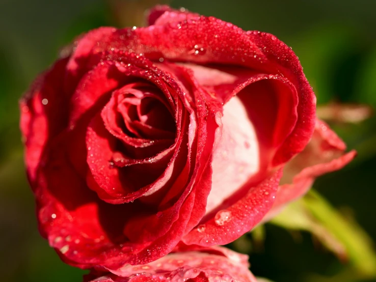 a close up of a red rose with water droplets, by Julian Allen, pexels, fan favorite, pink, beautiful sunny day, slide show