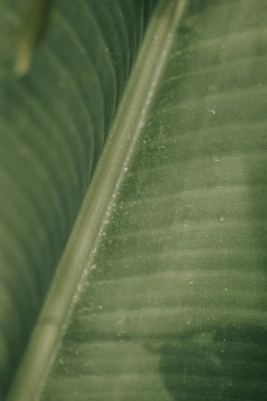 a close up view of a banana leaf, a macro photograph, trending on unsplash, faded and dusty, grain”, greens), 3 5 mm photo