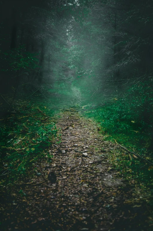 a path in the middle of a dark forest, an album cover, inspired by Elsa Bleda, pexels contest winner, a green, natural stone road, lush environment, multiple stories