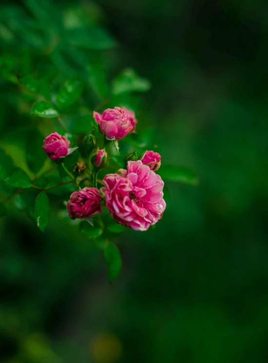 pink roses are growing in the middle of the garden