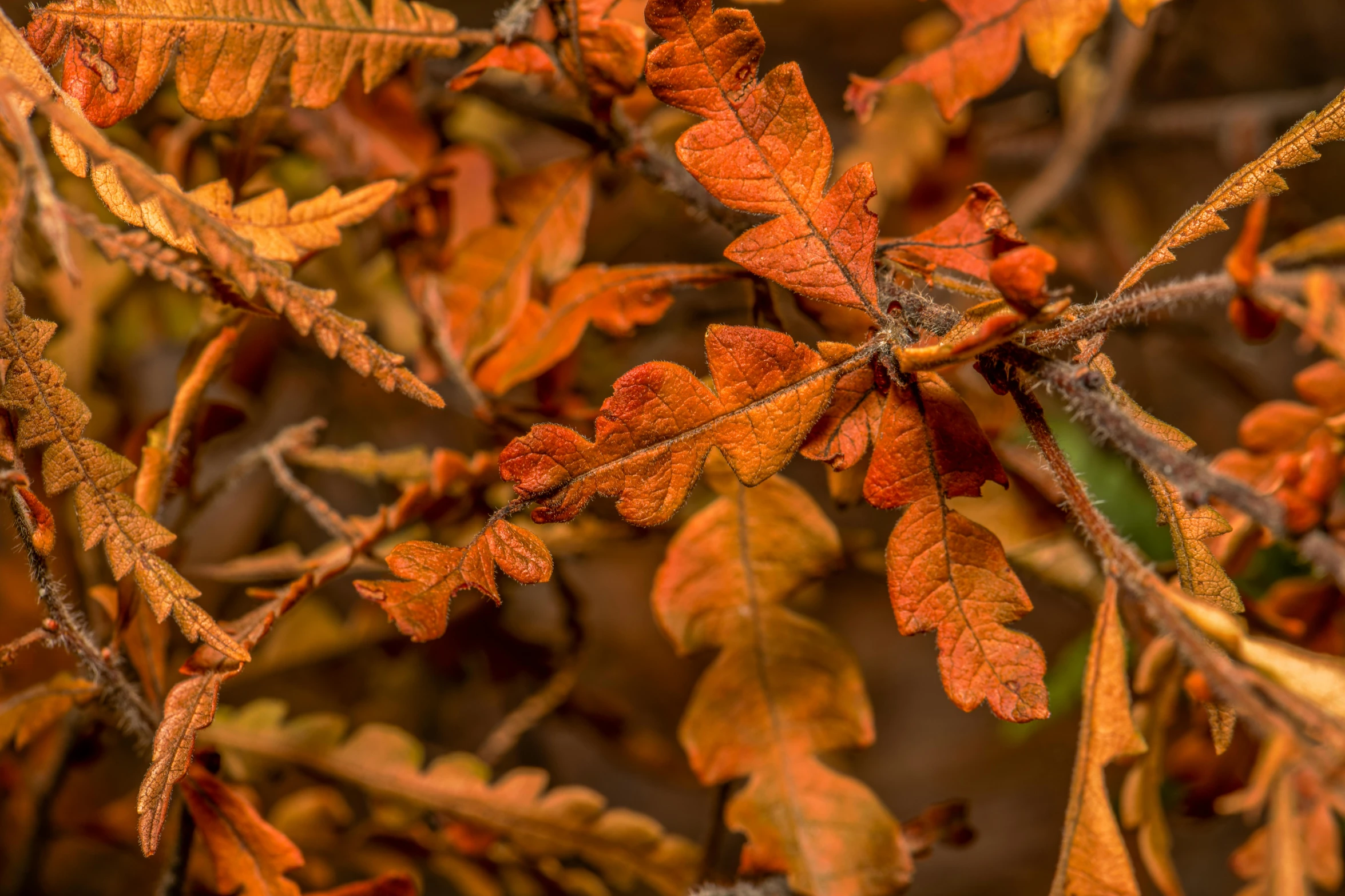 a close up of some leaves on a tree, by Jesper Knudsen, pexels, autumn colour oak trees, thumbnail, nothofagus, rusted