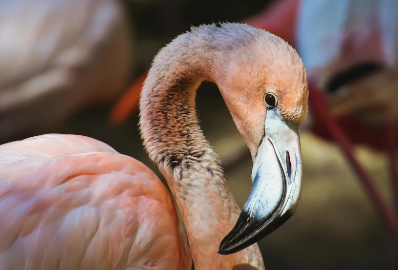 a close up of a flamingo's head and neck, pexels contest winner, photorealism, thoughtful expression, rounded beak, pink, tropical birds
