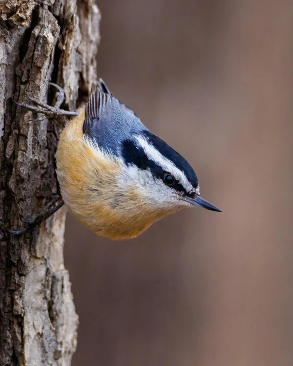 a close up of a bird on a tree, sitting on a log