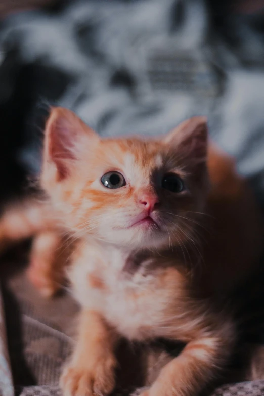 a small orange kitten sitting on top of a bed, pexels contest winner, close up head shot, gif, mixed animal, sfw
