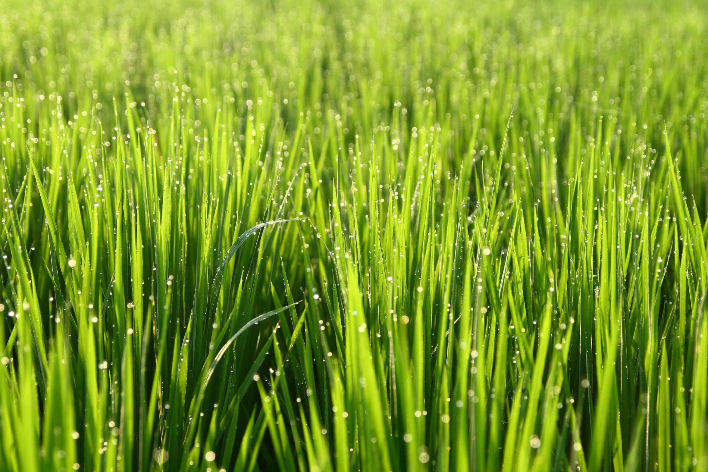 a field of grass with water droplets on it, by Tadashige Ono, hurufiyya, rice, 1024x1024, morning sun, kawasaki