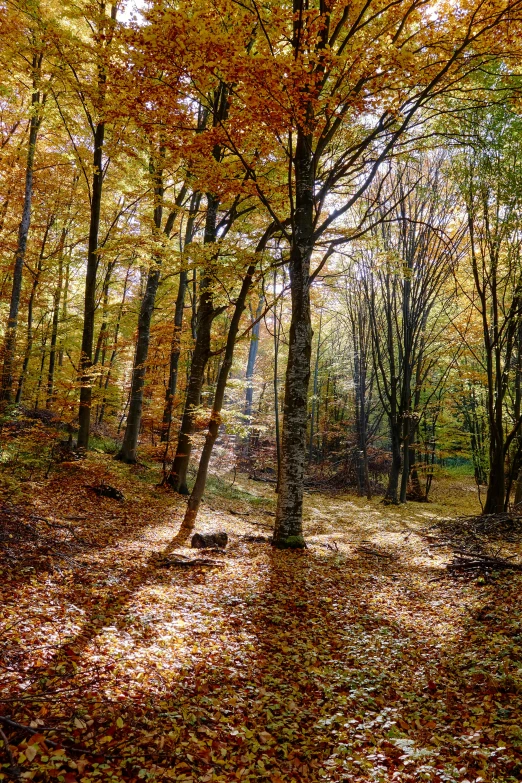 a forest filled with lots of trees covered in leaves, les nabis, slide show, light wood, panoramic, ((forest))