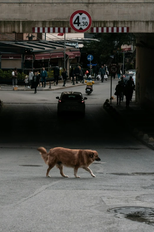 a brown dog walking through a city street