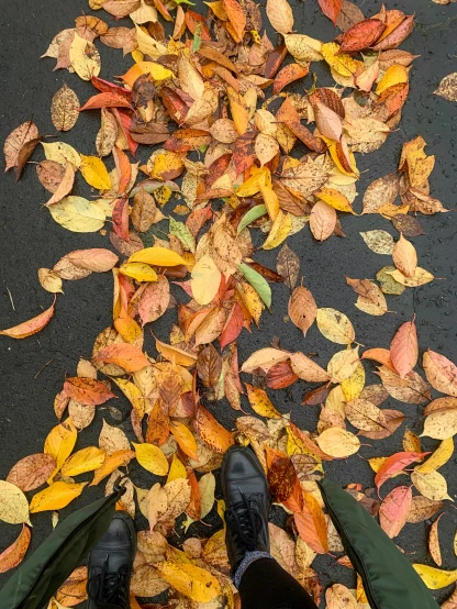 a person standing in front of a pile of leaves, inspired by Andy Goldsworthy, trending on unsplash, pavements, multicolored, promo image, high angle view