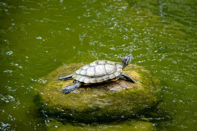 a turtle sitting on a rock in the water, fan favorite, lightweight, chinese, shot with premium dslr camera