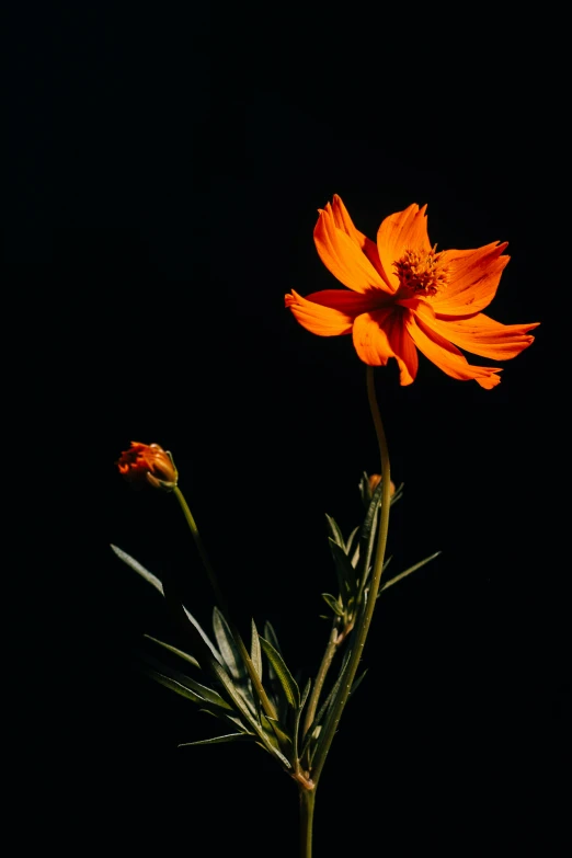 a single orange flower against a black background, pexels, cosmos in the background, back - lit, portrait of tall, various posed