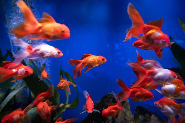 a group of goldfish swimming in an aquarium, pexels contest winner, low saturated red and blue light, paul barson, vibrant orange, an ocean
