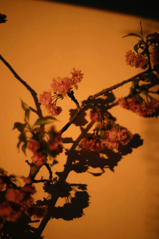 a vase filled with pink flowers sitting on top of a table, unsplash, tonalism, orange lit sky, trees cast shadows on the wall, plum blossom, close - up photograph