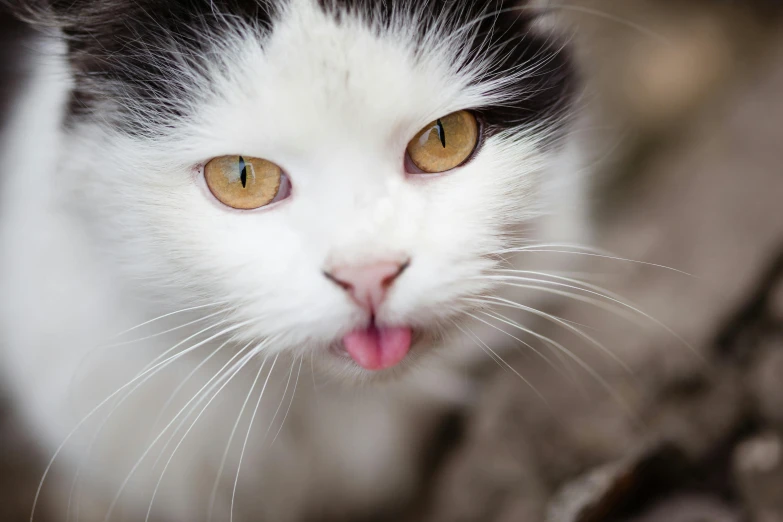a black and white cat sticking its tongue out, by Julia Pishtar, closeup of an adorable, white, licking, mixed animal