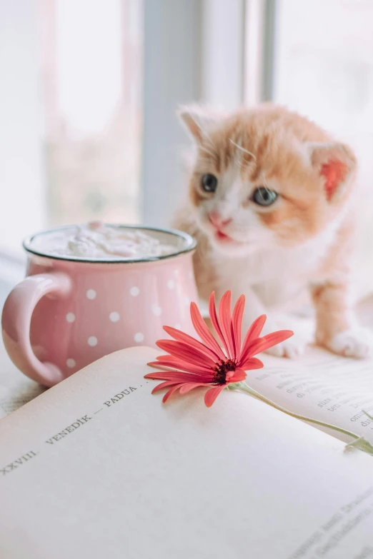 a cat sitting on top of an open book next to a cup of coffee, holding a flower, promo image, pink and orange, kitten