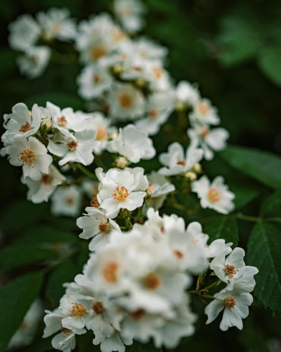 a bunch of white flowers with green leaves, inspired by Elsa Bleda, unsplash, raspberry, medium format, no cropping, manuka