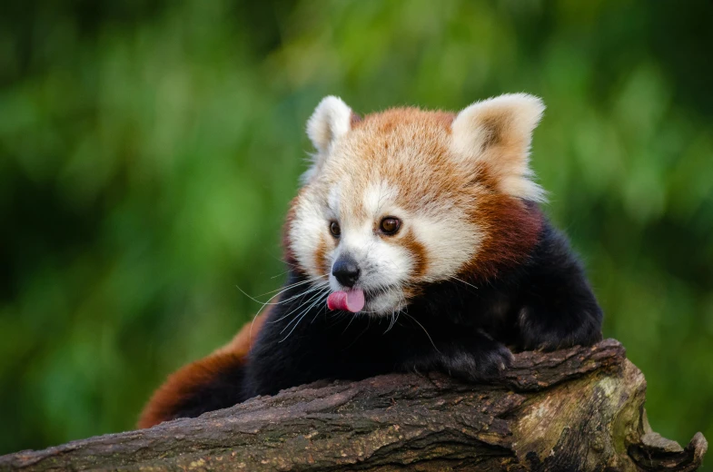 a red panda sitting on top of a tree branch, a portrait, trending on pexels, tongue out, mixed animal, aged 2 5, ben lo