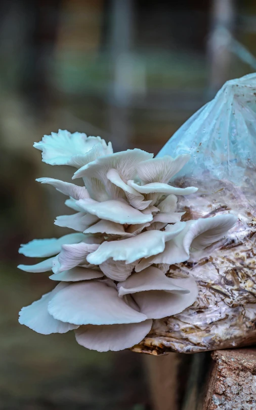 a close up of a mushroom growing on a tree stump, a portrait, by Jessie Algie, plasticien, low quality photo, ruffled wings, with a whitish, protophyta