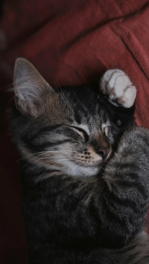 a close up of a cat laying on a person's lap, by Matija Jama, shutterstock contest winner, kitten puppy teddy mix, doing a sassy pose, sweet dreams, gif