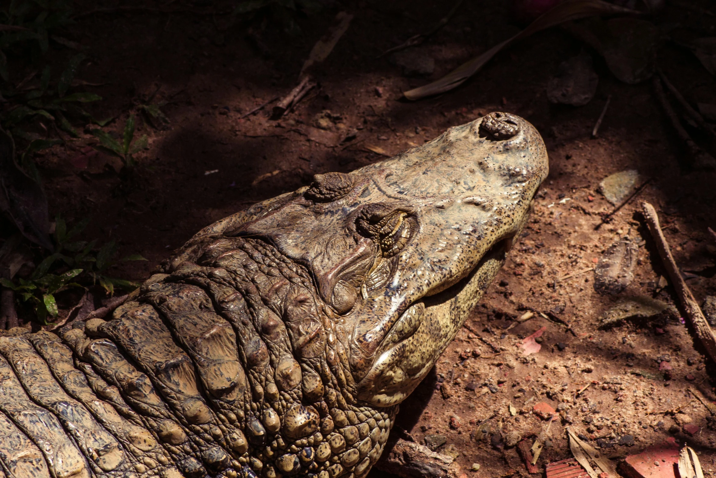 an alligator that is laying down on the ground, an album cover, by Peter Churcher, pexels contest winner, brown mud, australian, portrait of tall, closeup 4k