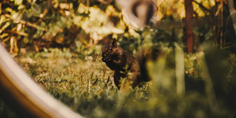 a squirrel that is standing in the grass, a picture, pexels contest winner, black, permaculture, cinematic, brown