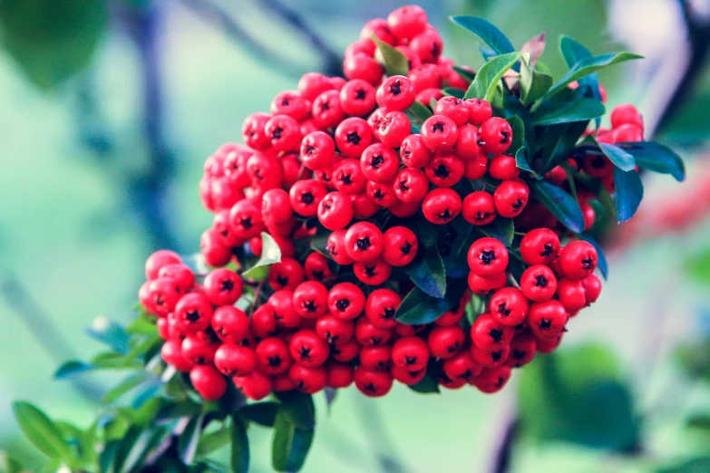 a bunch of red berries hanging from a tree, pexels, hurufiyya, avatar image