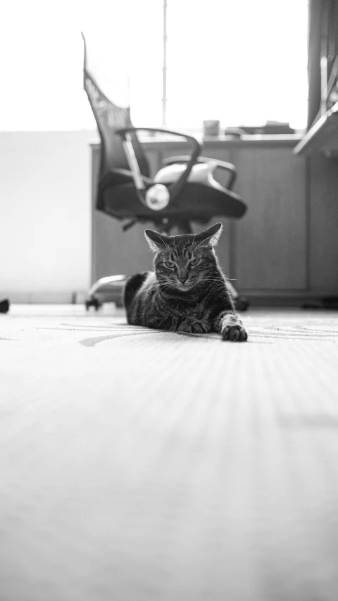 a black and white photo of a cat laying on the floor, unsplash, sitting in office, wideangle portrait, holga, sittin