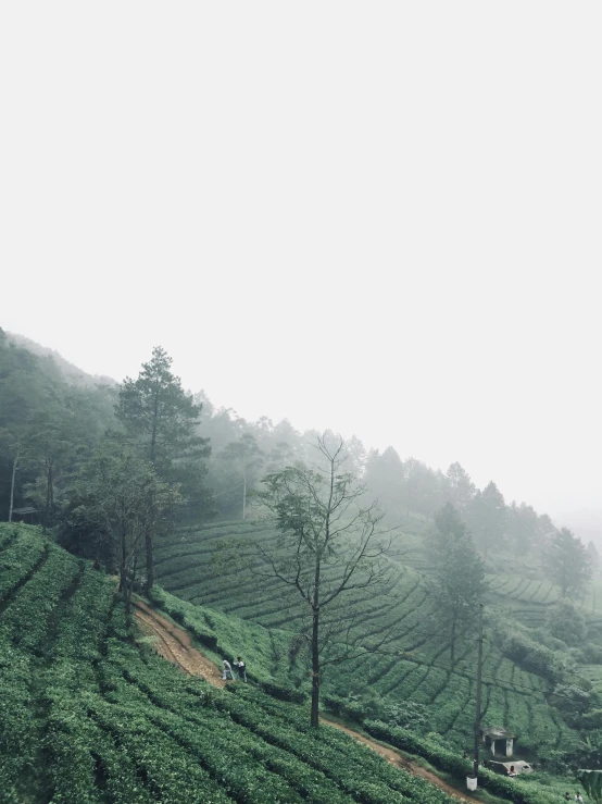 a group of people standing on top of a lush green hillside, unsplash contest winner, sumatraism, 2 5 6 x 2 5 6 pixels, tea, overcast mood, walking through the trees